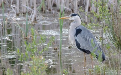 Ardea cinerea cinerea - Gray Heron