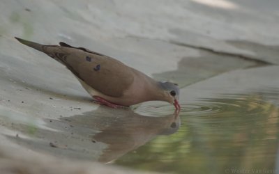 Turtur afer - Blue-spotted Wood-Dove