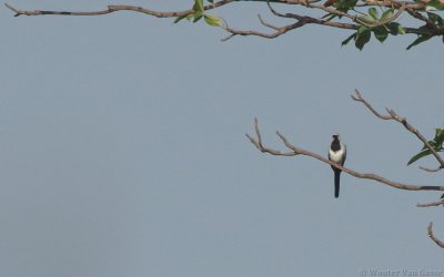 Oena capensis - Namaqua Dove