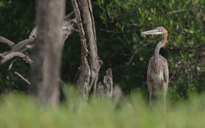 Ardea goliath - Goliath Heron