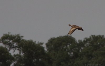 Eupodotis savilei - Saviles Bustard