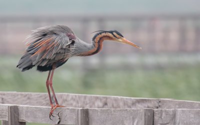 Ardea purpurea manilensis - Purple Heron