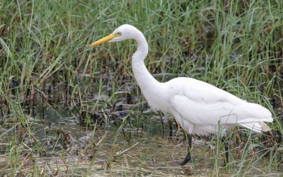 Ardea intermedia intermedia - Intermediate Egret