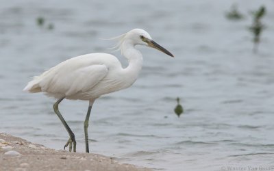 Egretta eulophotes - Chinese Egret