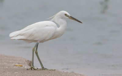 Egretta eulophotes - Chinese Egret