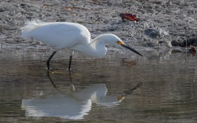 Egretta thula thula - Snowy Egret