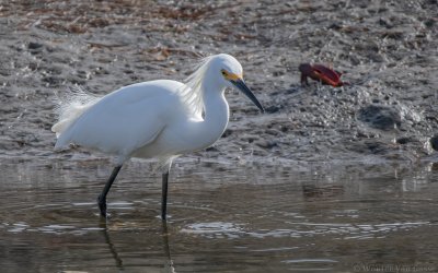 Egretta thula thula - Snowy Egret