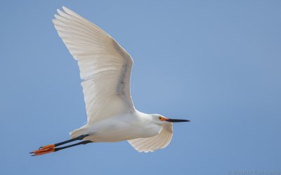 Egretta thula - Snowy Egret