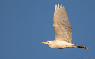 Bubulcus ibis ibis - Western Cattle Egret