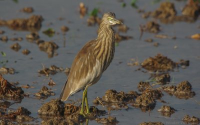 Ardeola grayii - Indian Pond-Heron