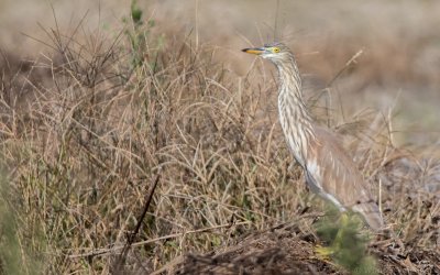 Ardeola bacchus - Chinese Pond-Heron