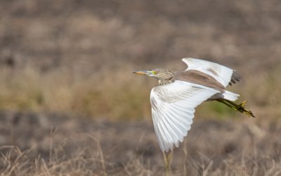 Ardeola bacchus - Chinese Pond-Heron