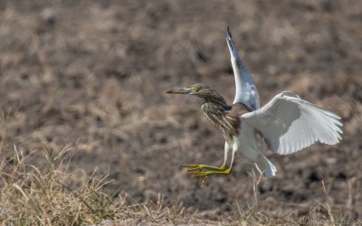 Ardeola bacchus - Chinese Pond-Heron