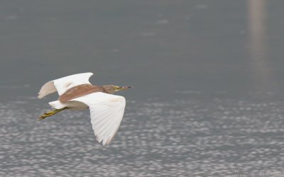 Ardeola speciosa - Javan Pond-Heron