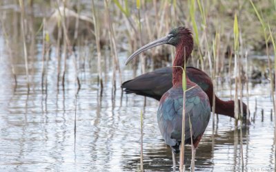 Plegadis falcinellus - Glossy Ibis