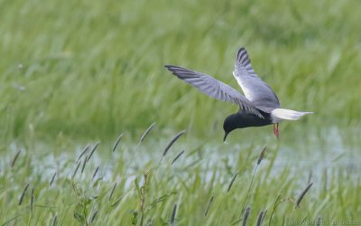 Chlidonias leucopterus - White-winged Tern