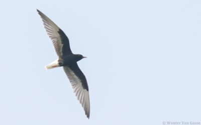 Chlidonias leucopterus - White-winged Tern