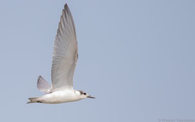 Chlidonias hybrida hybrida - Whiskered Tern