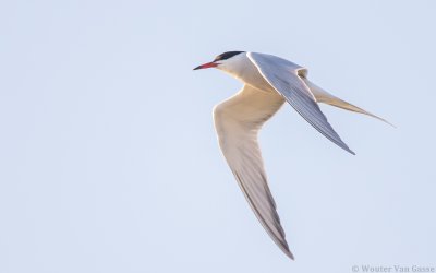 Sterna hirundo hirundo - Common Tern