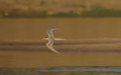 Sterna aurantia - River Tern