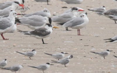 Thalasseus bergii cristatus - Great Crested Tern