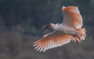 Nipponia nippon - Crested Ibis