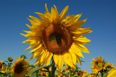 SUNFLOWER_FIELDS_FOREVER.jpg