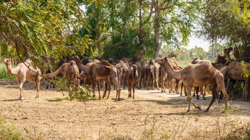 Camel Herd
