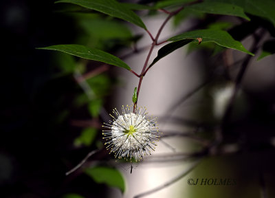D85_6175.jpg