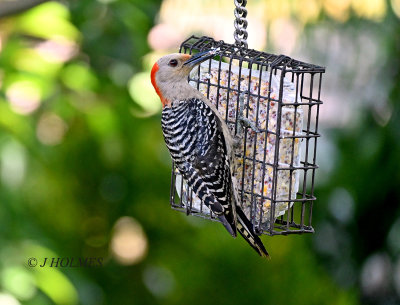 DSC_0146.jpg