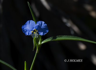 D85_0920.jpg