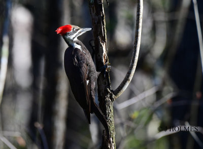 D85_9683.jpg