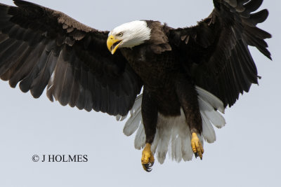 D85_3514 CROP.jpg
