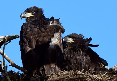 D85_8729.jpg
