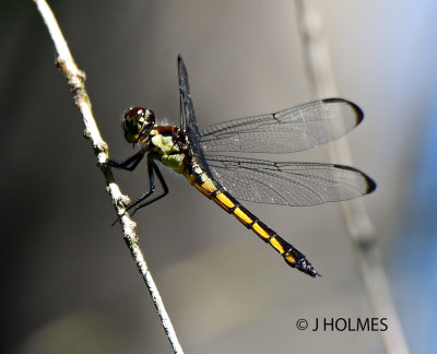 D85_9418.JPG
