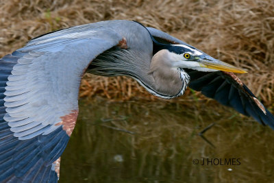 D85_2165 CROP.jpg
