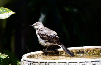 D85_4595.jpg