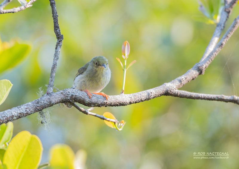 Groene Jery - Green Jery - Neomixis viridis viridis