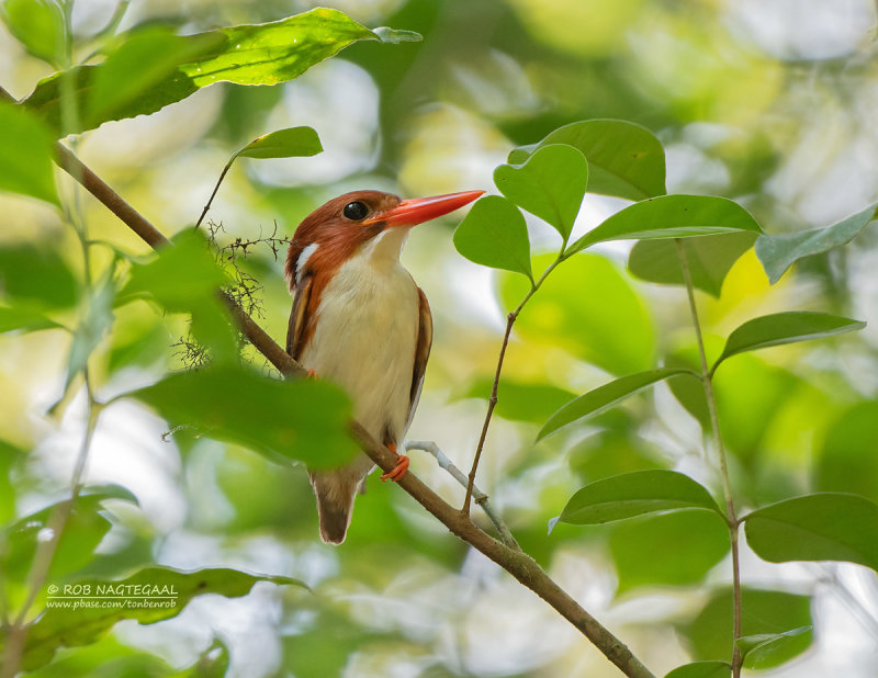 Madagaskardwergijsvogel - Madagascar Pygmy-Kingfisher - Corythornis madagascariensis madagascariensis