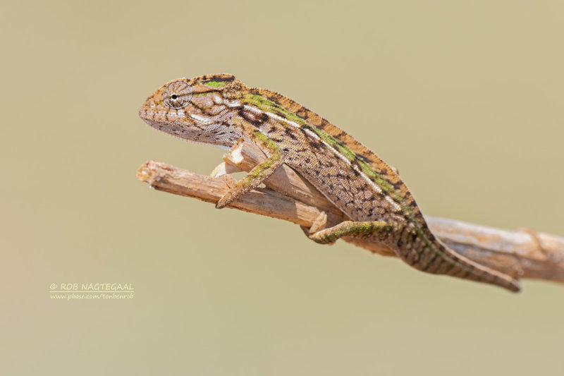 Madagaskarwoudkameleon - Jeweled Chameleon - Furcifer campani