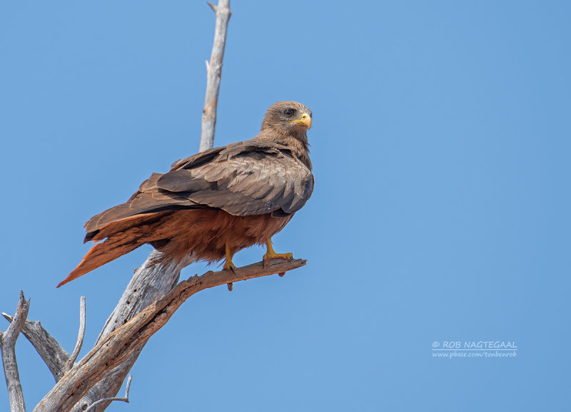 Geelsnavelwouw - Yellow-billed Kite - Milvus aegyptius parasitus