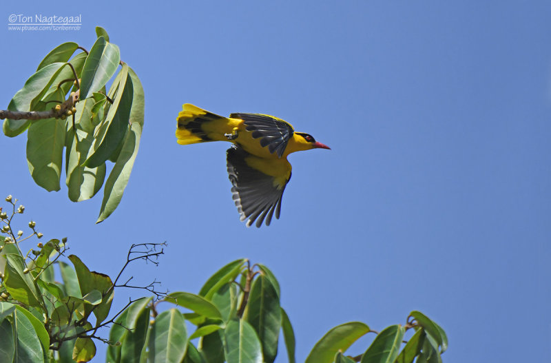 Afrikaanse wielewaal - African Golden Oriole - Oriolus auratus