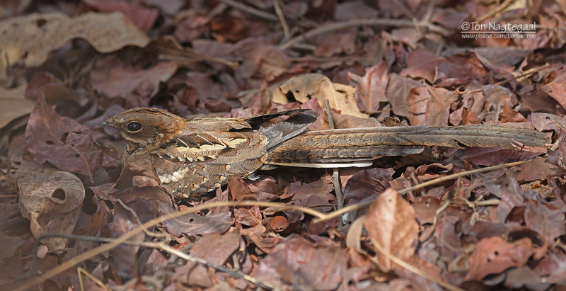 Langstaart nachtzwaluw - Long-tailed Nightjar - Caprimulgus climacurus