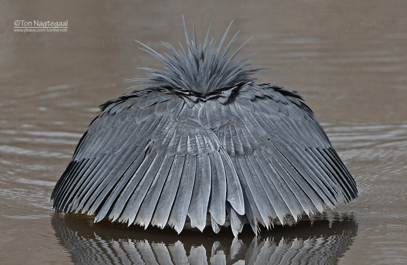 Zwarte Reiger -  Black Heron -  Egretta ardesiaca