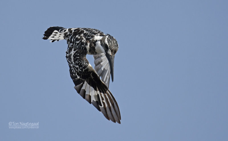 Bonte ijsvogel - Pied Kingfisher - Ceryle rudis