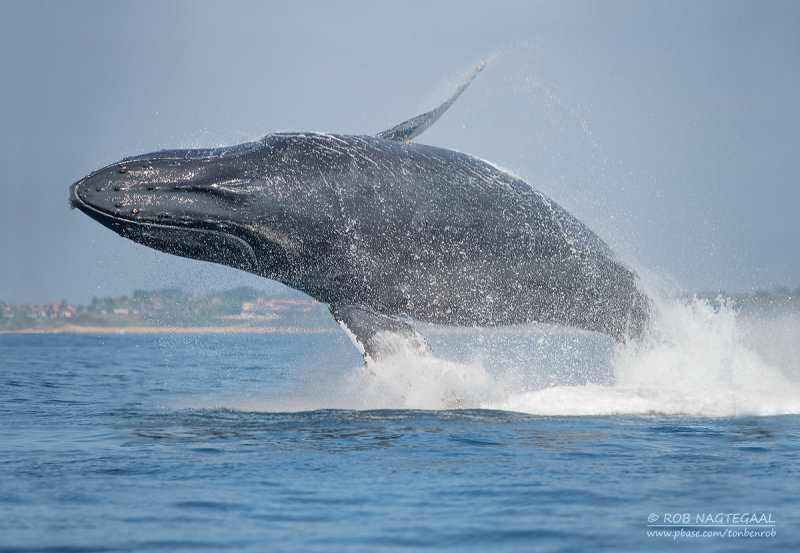Bultrug - Humpback whale - Megaptera novaeangliae