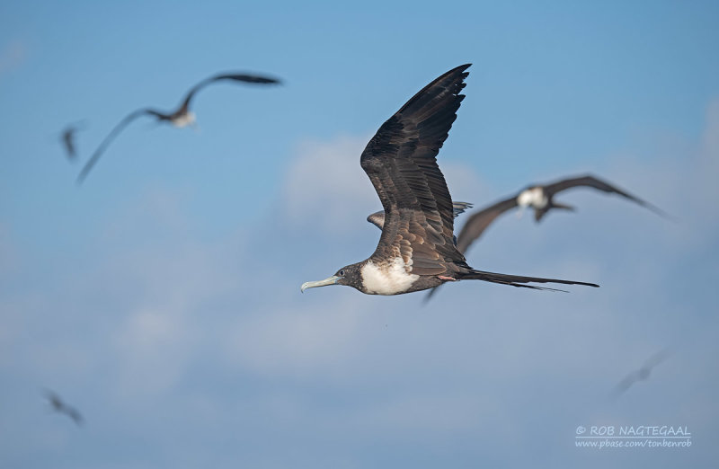 Amerikaanse Fregatvogel - Magnificent Frigatebird - Fregata magnificens