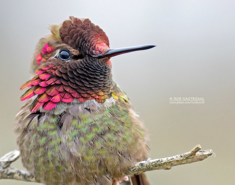 Annas Kolibrie - Annas Hummingbird - Calypte anna