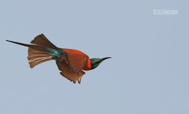 Noordelijke karmijnrode bijeneter - Northern Carmine Bee-eater - Merops nubicus
