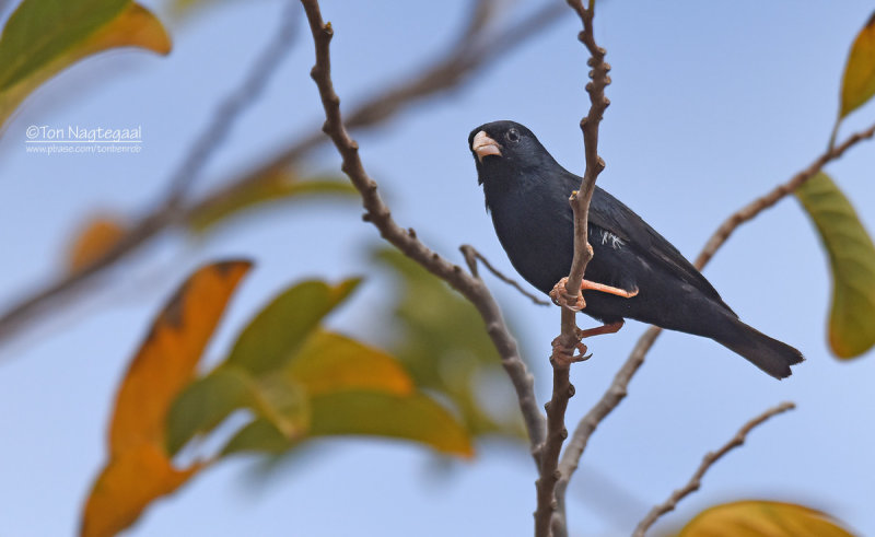 Staalvink - Village Indigobird - Vidua chalybeata